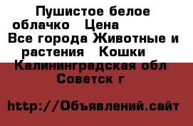 Пушистое белое облачко › Цена ­ 25 000 - Все города Животные и растения » Кошки   . Калининградская обл.,Советск г.